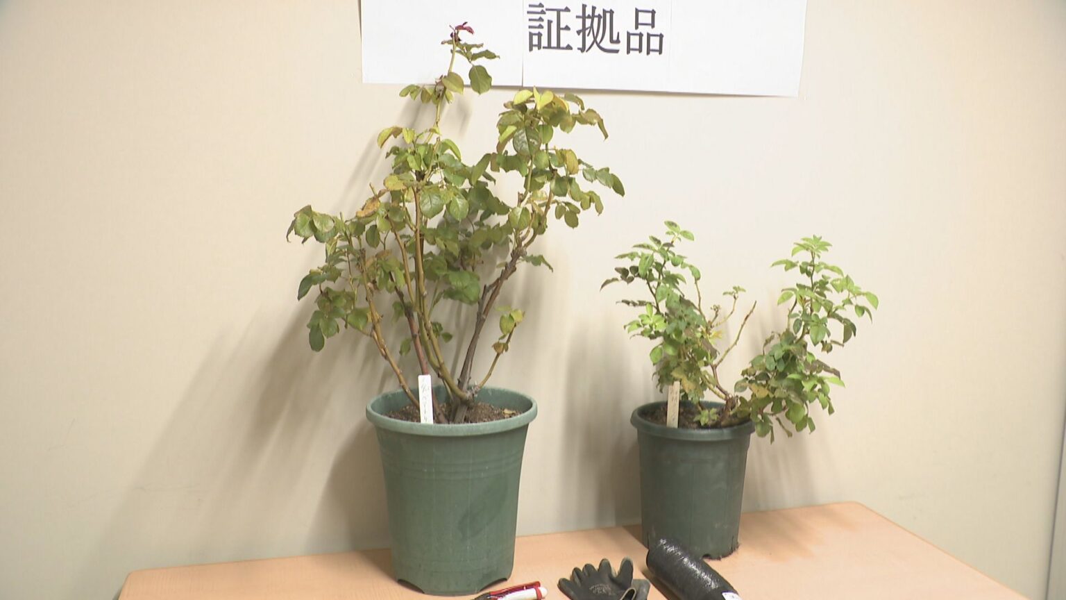 香川初 品種登録のバラを無許可で販売か 種苗法違反の疑いで女(70)を逮捕 | KSBニュース | KSB瀬戸内海放送 香川初 品種登録のバラを無許可で販売か 種苗法違反の疑いで女(70)を逮捕 | KSBニュース | KSB瀬戸内海放送