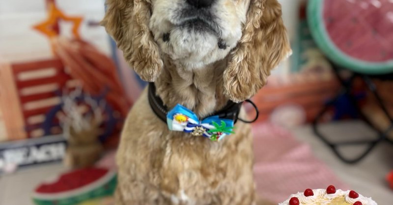 (( 2025.08.03 ))本日ご来店のモデルくん🐶🐾⁡⁡⁡今月10歳のお誕生日だそうです！⁡⁡𝐇𝐀𝐏𝐏𝐘 𝐁𝐈𝐑𝐓𝐇𝐃...（2025.08.03） | 福島市のトリミングサロン 犬の美容室Poo（プー）│トリミング・ペットホテル・南福島・ペット
