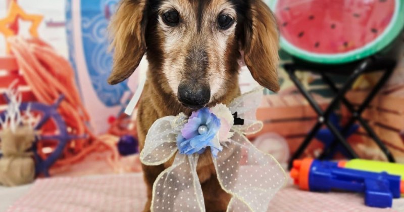 (( 2025.08.06 )).本日ご来店のモデルくん🐶🐾⁡Acocoシャンプーを使用してしっとりもこもこになりました！いつもご来店頂き....（2025.08.06） | 福島市のトリミングサロン 犬の美容室Poo（プー）│トリミング・ペットホテル・南福島・ペット