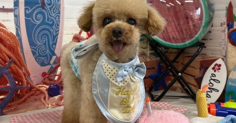 (( 2025.08.05 ))本日ご来店のモデルくん🐶🐾⁡⁡⁡今月11歳のお誕生日だそうです！⁡⁡💙🎂𝐇𝐚𝐩𝐩𝐲𝐁𝐢𝐫𝐭?...（2025.08.05） | 福島市のトリミングサロン 犬の美容室Poo（プー）│トリミング・ペットホテル・南福島・ペット