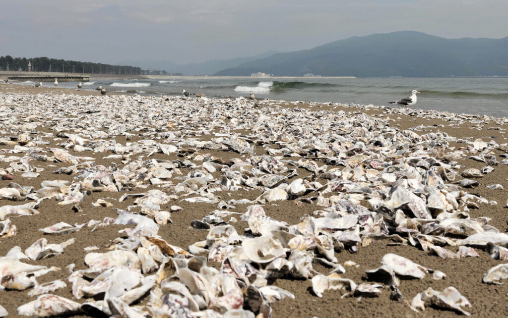 宮城・石巻の長浜海岸、砂浜はカキ殻だらけ カムチャツカ半島沖地震の影響で漂着か - 河北新報オンライン