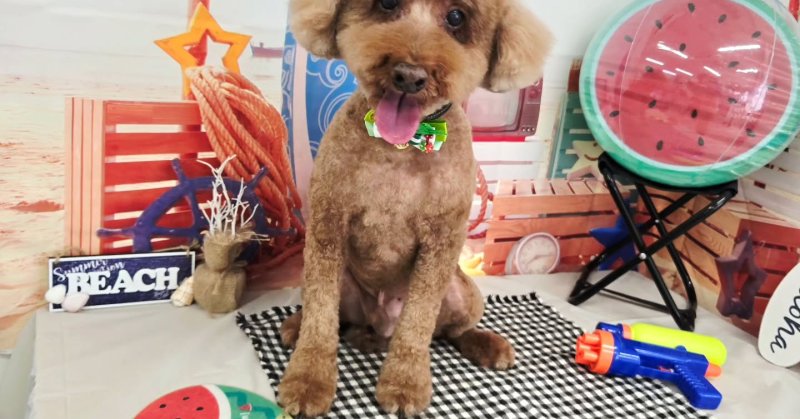 (( 2025.08.08 )).本日ご来店のモデルくん🐶🐾⁡Acocoセットを使用してふわふわもこもこになりました！いつもご来店頂き有難....（2025.08.08） | 福島市のトリミングサロン 犬の美容室Poo（プー）│トリミング・ペットホテル・南福島・ペット