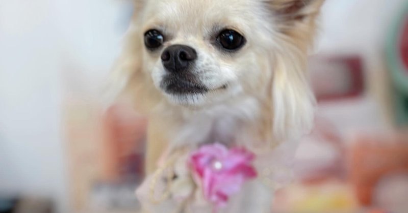 (( 2025.08.08 ))本日ご来店のモデルちゃん🐶Acocoセットでふわふわに仕上がりました😊いつもご来店頂き有難うございます....（2025.08.08） | 福島市のトリミングサロン 犬の美容室Poo（プー）│トリミング・ペットホテル・南福島・ペット