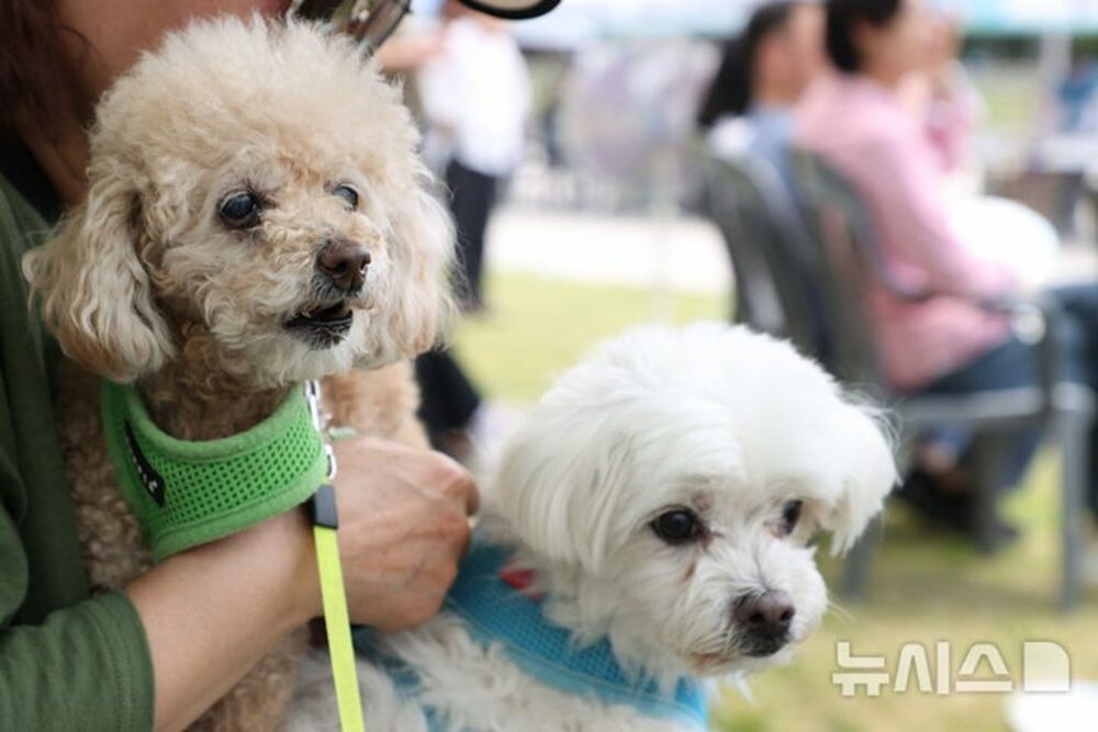 「保護所」と偽る闇のペットショップ、韓国で急増中…“死んだら返金”と数十万円の譲渡費用　写真枚　国際ニュース：AFPBB News