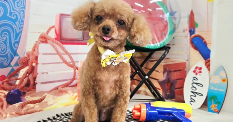 (( 2025.08.07 )).本日ご来店のモデルちゃん🐶🐾⁡Acocoシャンプーを使用してしっとりふんわりになりました！いつもご来店頂....（2025.08.07） | 福島市のトリミングサロン 犬の美容室Poo（プー）│トリミング・ペットホテル・南福島・ペット