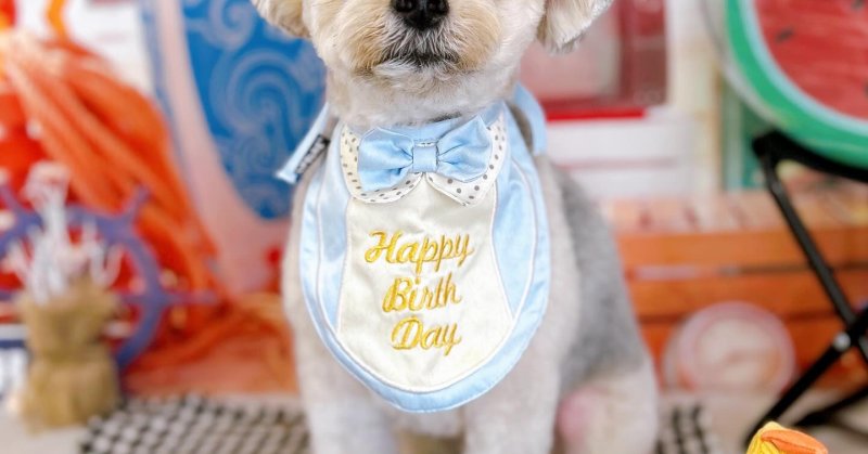 (( 2025.08.09 )).本日ご来店のモデルくん🐶🐾⁡今月お誕生日だそうです🎊🧸🎁 Happy birthday 🎁🧸真ん丸...（2025.08.09）