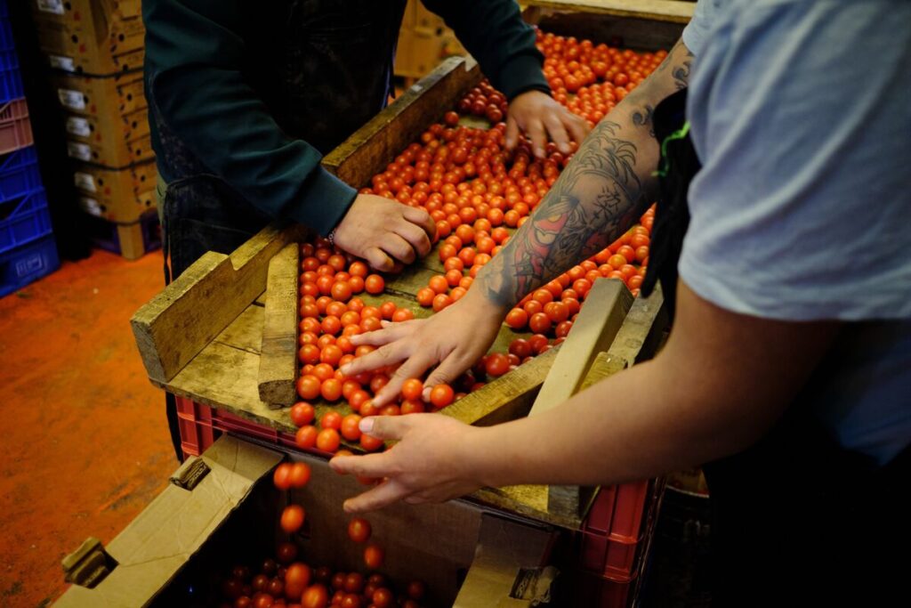 メキシコ、対米輸出トマトに最低価格－全面的な市場アクセス回復狙う - Bloomberg