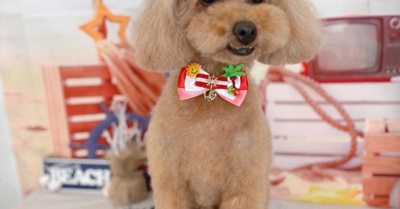 (( 2025.08.08 ))本日ご来店のモデルちゃん🐶Acocoシャンプーとトリートメントでしっとりふわふわ毛量増し増し！！いつもご...（2025.08.08） | 福島市のトリミングサロン 犬の美容室Poo（プー）│トリミング・ペットホテル・南福島・ペット