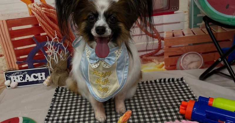(( 2025.08.10 )).本日ご来店のモデルくん🐶🐾⁡今月3歳のお誕生日だそうです！💙🎂𝐇𝐚𝐩𝐩𝐲𝐁𝐢𝐫𝐭𝐡?...（2025.08.10） | 福島市のトリミングサロン 犬の美容室Poo（プー）│トリミング・ペットホテル・南福島・ペット