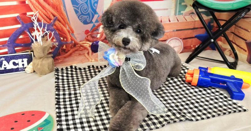 (( 2025.08.09 )).本日ご来店のモデルくん🐶🐾⁡Acocoシャンプーを使用してふわふわもこもこになりました！いつもご来店頂き....（2025.08.09） | 福島市のトリミングサロン 犬の美容室Poo（プー）│トリミング・ペットホテル・南福島・ペット