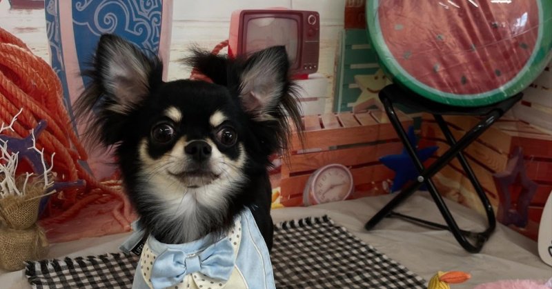 (( 2025.08.11 )).本日初めてご来店のモデルくん🐶🐾⁡緊張してドキドキでしたがお利口さんにできました☺️そして、今月1歳のお.....（2025.08.11） | 福島市のトリミングサロン 犬の美容室Poo（プー）│トリミング・ペットホテル・南福島・ペット