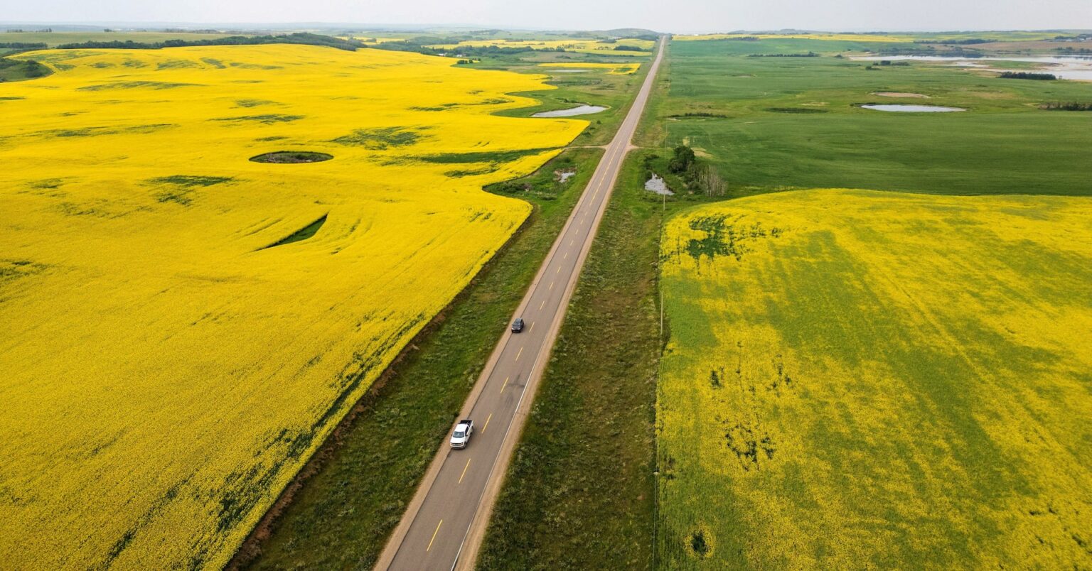 中国、カナダ産キャノーラに反ダンピング関税　14日から暫定75.8％ | ロイター