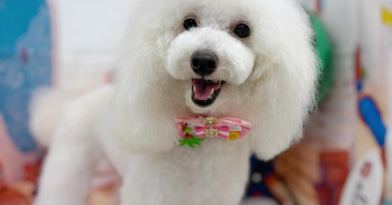 (( 2025.08.12 ))本日ご来店のモデルちゃん🐶Acocoシャンプーで、毛質改善ツヤツヤ、ふわふわに(^-^)いつもご来店頂き有難う...（2025.08.12） | 福島市のトリミングサロン 犬の美容室Poo（プー）│トリミング・ペットホテル・南福島・ペット