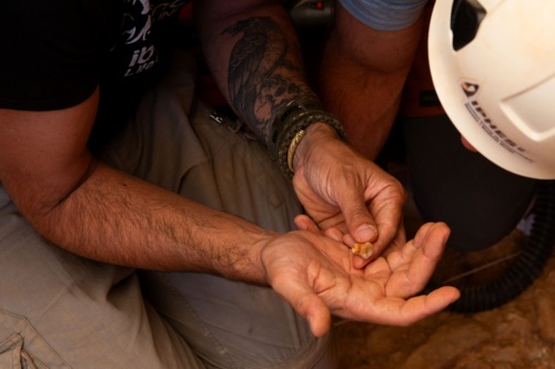 アタプエルカのグラン・ドリーナ遺跡で見つかった初期人類ホモ・アンテセッサーの歯。ここで発見された骨の化石から共食いを行っていたことがうかがわれる。（PHOTOGRAPH BY MARIA D. GUILLEN / IPHES-CERCA）