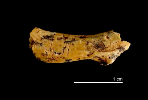 ギャラリー：初期人類の幼児の首の骨に切り傷を発見、85万年前から共食いか　写真4点（写真クリックでギャラリーページへ）