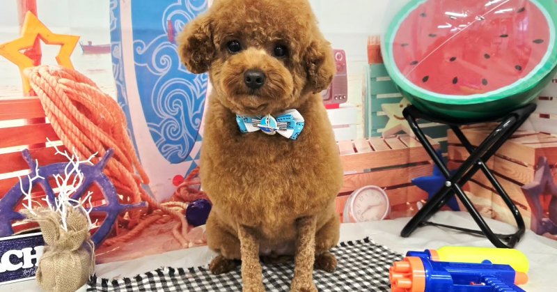 (( 2025.08.12 ))本日ご来店のモデルくん🐶Acocoシャンプーを使用してふわふわになりました！いつもご来店頂き有難うごさ...（2025.08.12） | 福島市のトリミングサロン 犬の美容室Poo（プー）│トリミング・ペットホテル・南福島・ペット