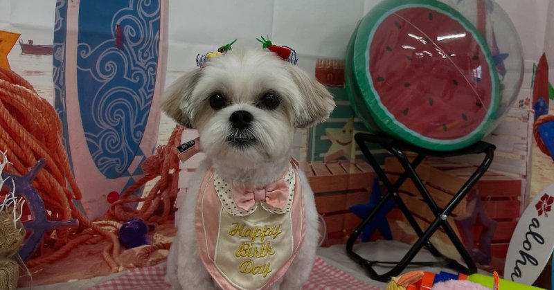 (( 2025.08.15 )).本日初めてご来店のモデルちゃん🐶🐾⁡とっても大人しくてお利口さんでした☺️ご来店頂き有難うございま.....（2025.08.15） | 福島市のトリミングサロン 犬の美容室Poo（プー）│トリミング・ペットホテル・南福島・ペット