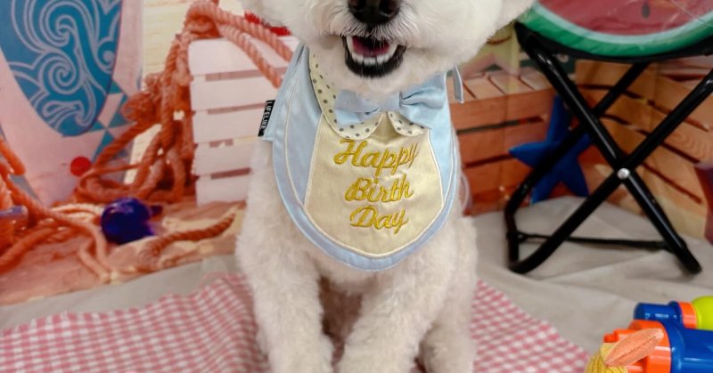 (( 2025.08.14 ))本日ご来店のモデルくん🐶🐾⁡⁡⁡今月12歳のお誕生日だそうです！⁡⁡𝐇𝐀𝐏𝐏𝐘 𝐁𝐈𝐑𝐓𝐇𝐃...（2025.08.14） | 福島市のトリミングサロン 犬の美容室Poo（プー）│トリミング・ペットホテル・南福島・ペット