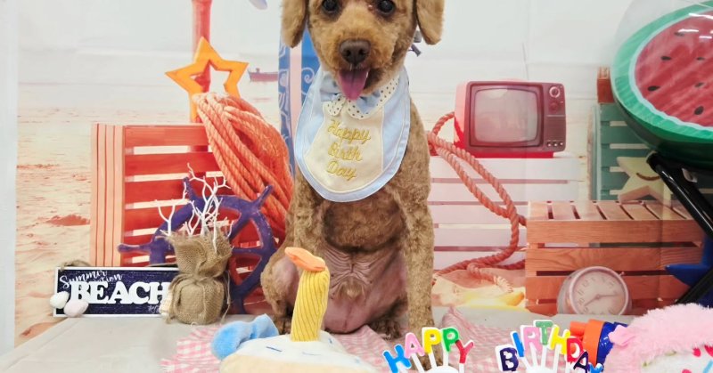 (( 2025.08.16 ))本日ご来店のモデルくん🐶今月12歳のお誕生日だそうです！🎉🎂Happy Birthday 🎂🎉いつもご...（2025.08.16）