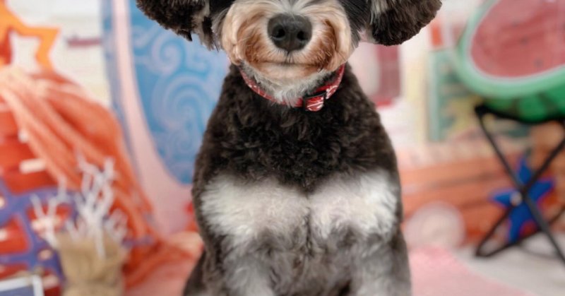 (( 2025.08.19 ))本日初めてご来店のモデルちゃん🐶Acocoシャンプートリートメントで、フワモコになりました！ご来店頂き有...（2025.08.19） | 福島市のトリミングサロン 犬の美容室Poo（プー）│トリミング・ペットホテル・南福島・ペット