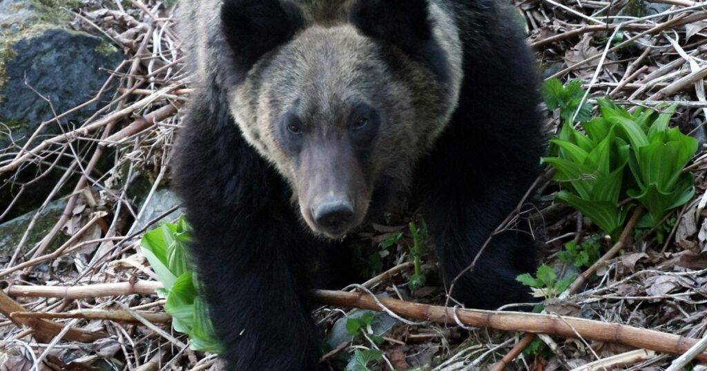クマ出没しても発砲拒否OK 北海道猟友会が支部に苦渋の通知 - 毎日新聞