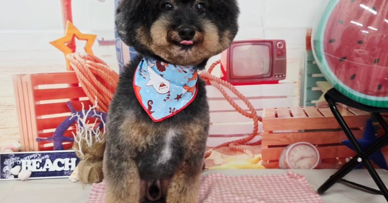(( 2025.08.21 ))本日ご来店のモデルくん🐶Acocoシャンプーを使用してさらさらになりました！いつもご来店頂き有難うごさ...（2025.08.21） | 福島市のトリミングサロン 犬の美容室Poo（プー）│トリミング・ペットホテル・南福島・ペット