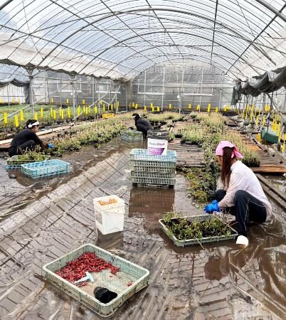 農業直撃「収穫全滅」と悲鳴　熊本の大雨被害、２週間 - 琉球新報デジタル