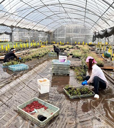 農業直撃「収穫全滅」と悲鳴 熊本の大雨被害、２週間 | 全国のニュース | 福井新聞ONLINE