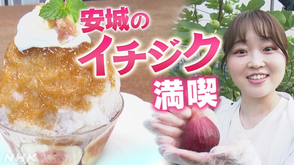 愛知 安城のイチジクを満喫！ 髙木理加リポーターの東海グルメ紀行 | まるっと！