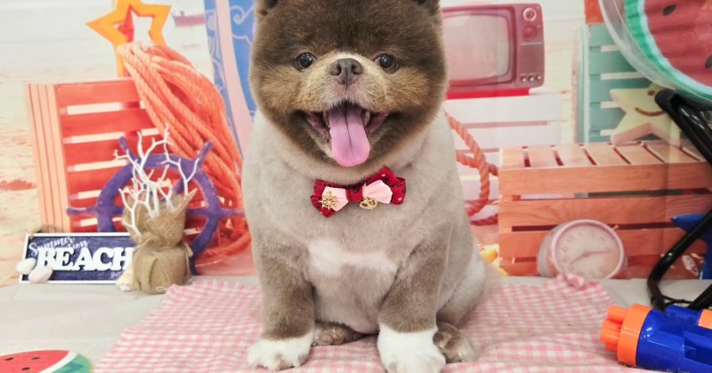 (( 2025.08.23 ))本日ご来店のモデルちゃん🐶Acocoシャンプーを使用してしっとりふわっふわになりました！いつもご来店頂...（2025.08.23） | 福島市のトリミングサロン 犬の美容室Poo（プー）│トリミング・ペットホテル・南福島・ペット