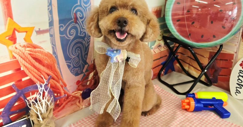 (( 2025.08.23 ))本日ご来店のモデルくん🐶Acocoミルク温浴を使用してしっとりふわっふわになりました！いつもご来店頂き...（2025.08.23） | 福島市のトリミングサロン 犬の美容室Poo（プー）│トリミング・ペットホテル・南福島・ペット