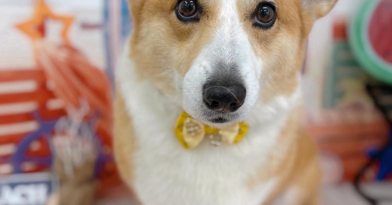 (( 2025.08.24 ))本日ご来店のモデルくん🐶マイクロバブル、Acocoシャンプートリートメントでスッキリふわふわに仕上がりました.....（2025.08.25） | 福島市のトリミングサロン 犬の美容室Poo（プー）│トリミング・ペットホテル・南福島・ペット