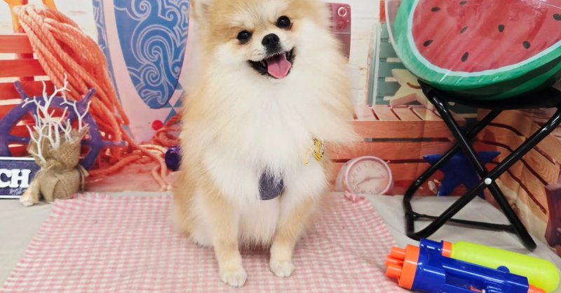 (( 2025.08.24 ))本日ご来店のモデルちゃん🐶Acocoシャンプーを使用してしっとりふわっふわになりました！いつもご来店頂...（2025.08.24） | 福島市のトリミングサロン 犬の美容室Poo（プー）│トリミング・ペットホテル・南福島・ペット