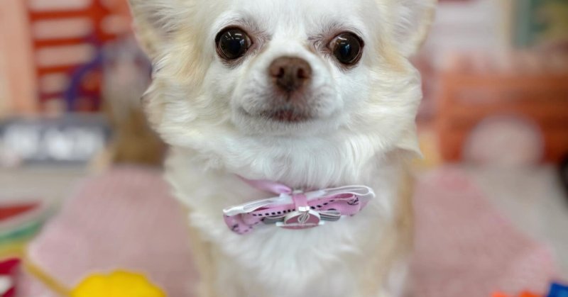 (( 2025.08.24 ))本日ご来店のモデルちゃん🐶Acocoシャンプーで毛質改善！！ふわふわつやつやの手触りに😊いつもご来店頂き.....（2025.08.25） | 福島市のトリミングサロン 犬の美容室Poo（プー）│トリミング・ペットホテル・南福島・ペット