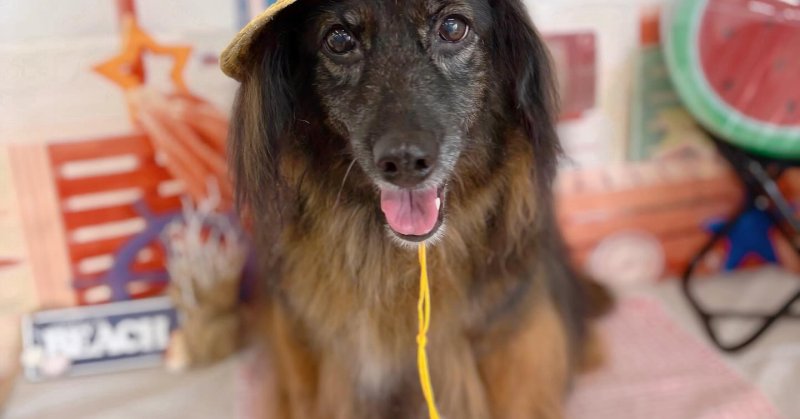 (( 2025.08.26 ))本日ご来店のモデルちゃん🐶⁡⁡Acocoシャンプーと温浴でさらにふわふわです😊⁡⁡いつもご来店頂き有難うご...（2025.08.26） | 福島市のトリミングサロン 犬の美容室Poo（プー）│トリミング・ペットホテル・南福島・ペット