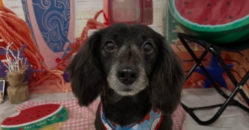 (( 2025.08.26 ))本日初めてご来店のモデルくん🐶ご来店頂き有難うございます🤲🏻シニア犬とは思えないくらい元気でお利口.....（2025.08.27） | 福島市のトリミングサロン 犬の美容室Poo（プー）│トリミング・ペットホテル・南福島・ペット