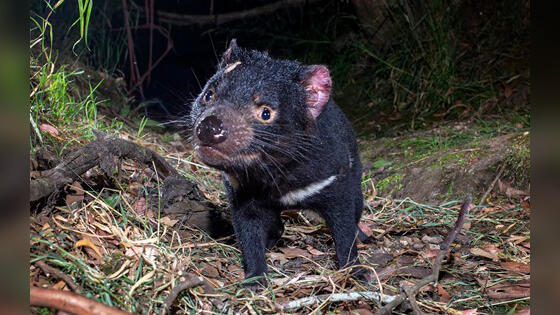 ゲノムトラッカーで生物多様性の追跡が可能に 豪CSIRO|大洋州科学技術ニュース|Science Portal Oceania 大洋州（オーストラリア、ニュージーランド等）の科学技術の今を伝える