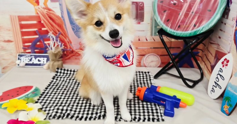 (( 2025.08.27 ))本日ご来店のモデルちゃん🐶Acocoセットを使用してさらっさらになりました！いつもご来店頂き有難うご...（2025.08.27） | 福島市のトリミングサロン 犬の美容室Poo（プー）│トリミング・ペットホテル・南福島・ペット