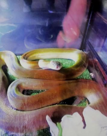 体長３メートルのヘビ捕獲　青森、ペット店から逃げ出す - 琉球新報デジタル