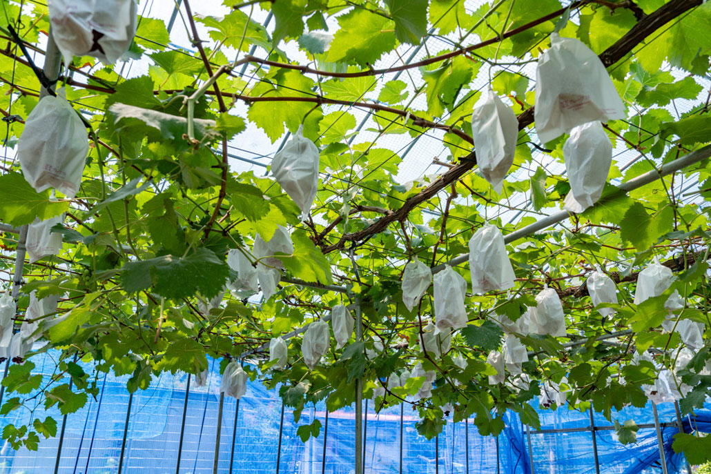 観光農園「みどり農園」　ぶどう畑の画像
