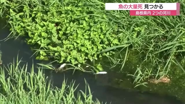 ボラやアユが大量死…高温と少雨続き川の水温上昇が原因か 松江で猛暑日ほぼ2週間続く（島根）（TSKさんいん中央テレビ） - Yahoo!ニュース - Yahoo!ニュース