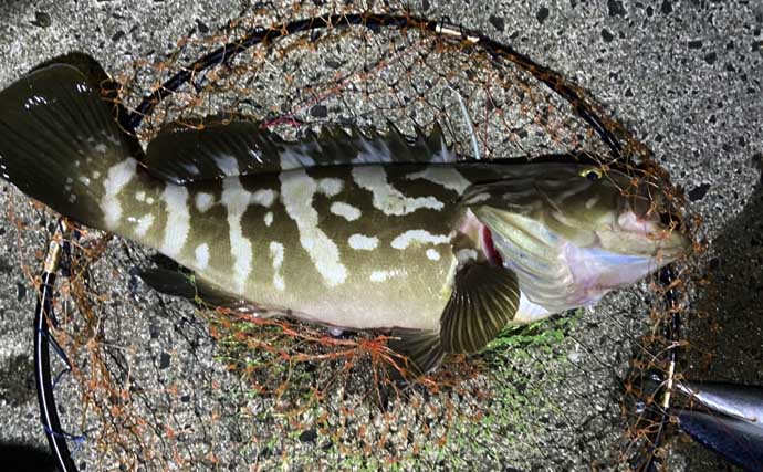 大物釣りで有名な離島でクエをキャッチ！【山口・見島】食い込まないアタリに苦戦