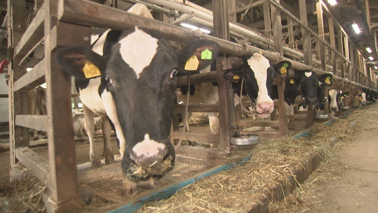 連日の猛暑でウシが夏バテ 石川県内の牧場では「牛乳の生産量15％減 」「電気代3割増」も…命優先の熱中症対策（MRO北陸放送） - Yahoo!ニュース