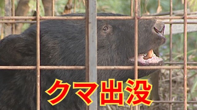 「クマに引っかかれた」裏庭で女性が襲われ顔などにケガ 夫がスコップで殴り撃退 山梨（YBS山梨放送） - Yahoo!ニュース
