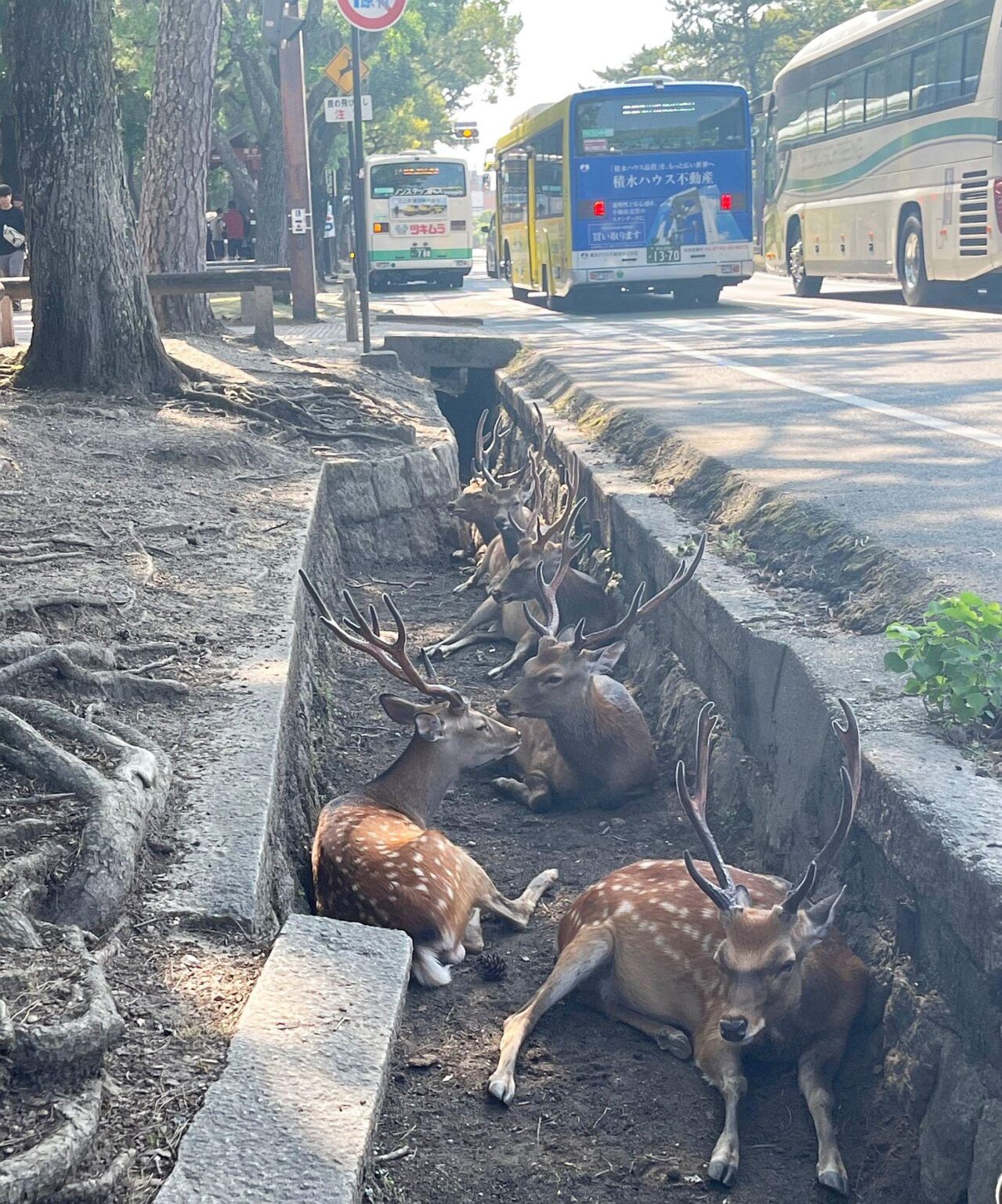猛暑でシカたない？ 奈良県庁前の道路溝で涼むシカ 奈良市で最高気温37.3度 - Yahoo!ニュース