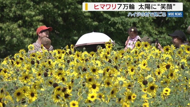 「元気もらえる」 7万輪のヒマワリ 太陽に“笑顔” ハイジの村で見ごろ 山梨・北杜市（YBS山梨放送）