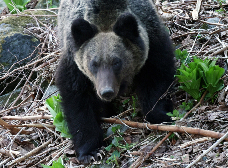 ヒグマ生息数、推定1万1600頭に 統計開始から初の減少 北海道（毎日新聞） - Yahoo!ニュース