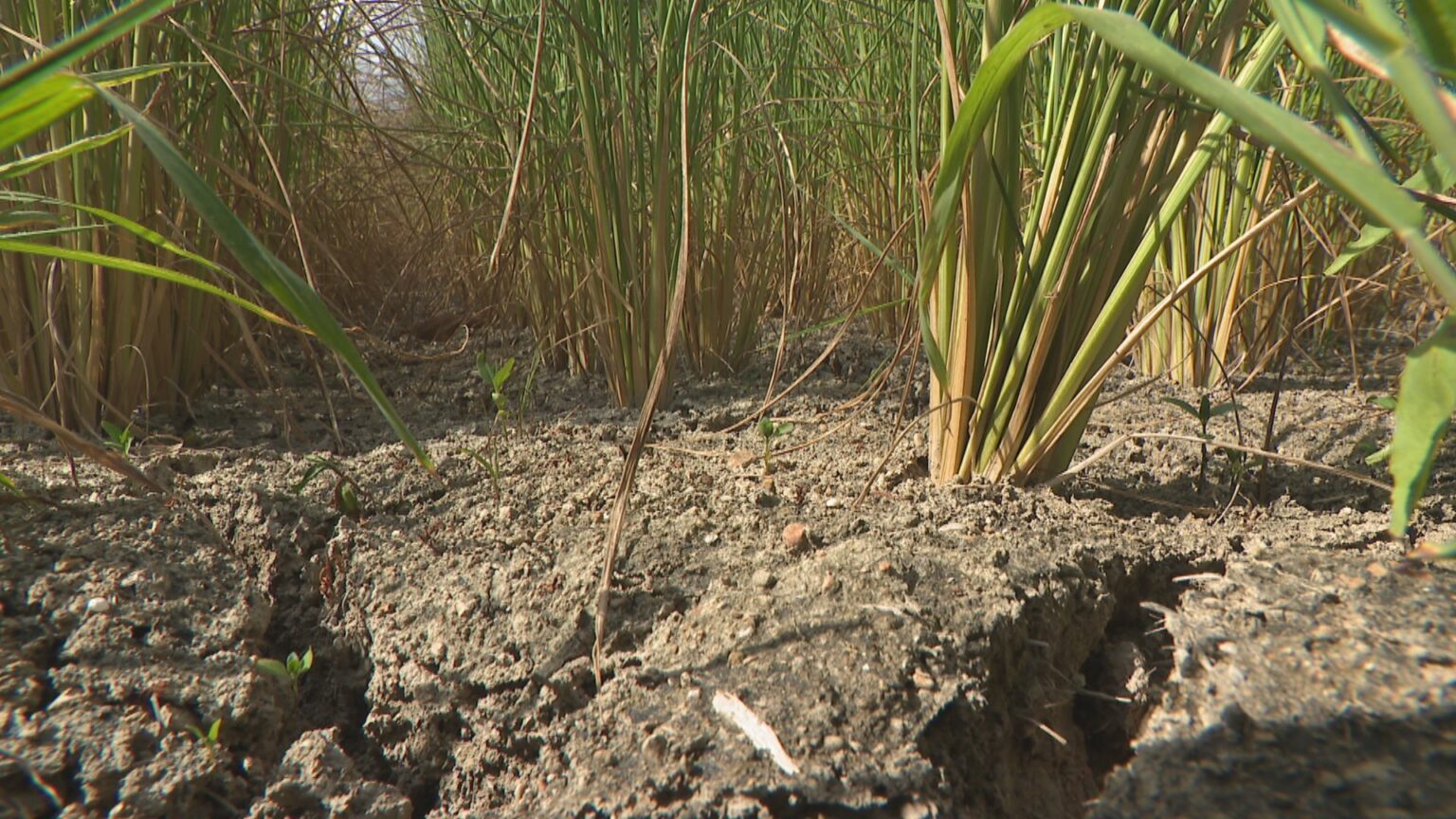 雨が降っても「焼石に水」富山県5市7地区で給水車出動 コシヒカリ枯れ牧草育たず農家悲鳴（FNNプライムオンライン） - Yahoo!ニュース - Yahoo!ニュース