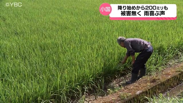大雨となった水不足の山形・小国町 雨の被害なく農家からは喜びの声も…猛暑による生育影響を懸念（YBC山形放送） - Yahoo!ニュース - Yahoo!ニュース
