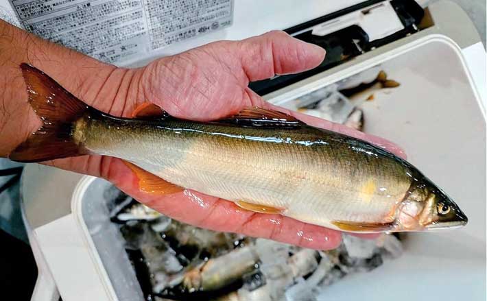 四万十川でトモ釣りで最大27.5cm頭に34尾を手中【高知】深場攻略で25cm超が連発